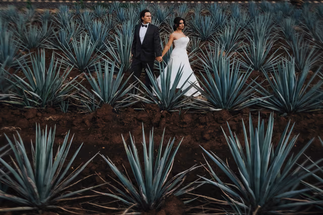 Sesión de trash the dress de Orlanda & Michael en Tequila, Jalisco